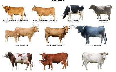 Breve repaso de las mejores razas bovinas del Mundo.
